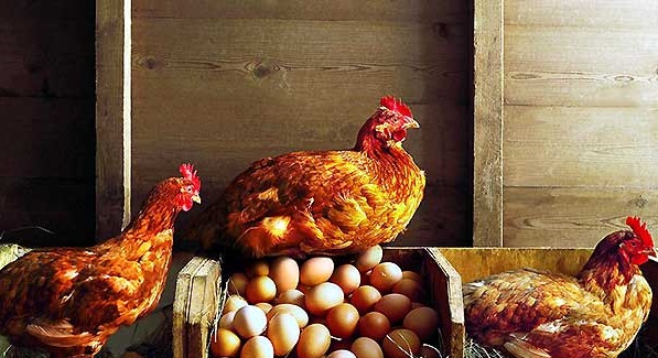 مولتی آنزیم چه تاثیری می تواند در مرغ تخم گذار داشته باشد-تک نام پندار آریا
