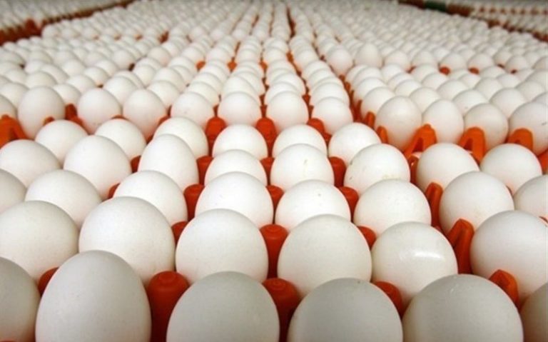 قاچاق تخم مرغ