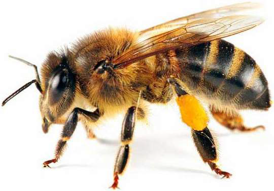زهر زنبور عسل درمانی برای سرطان