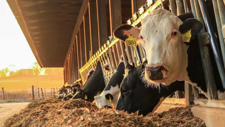 قطعاً یکی از مهم ترین دستاوردهای 30 سال اخیر در زمینۀ تغذیۀ گاو شیری درک اهمیت فیبرهای قابل هضم است.