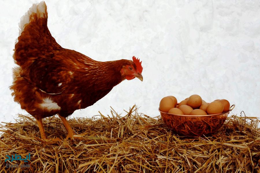 تاثیر آنزیم های مختلف بر مرغ تخم گذار - تک نام پندار آریا