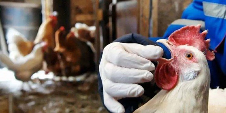 شیوع بیماری آنفلوانزای پرندگان در یزد-تک نام پندار آریا
