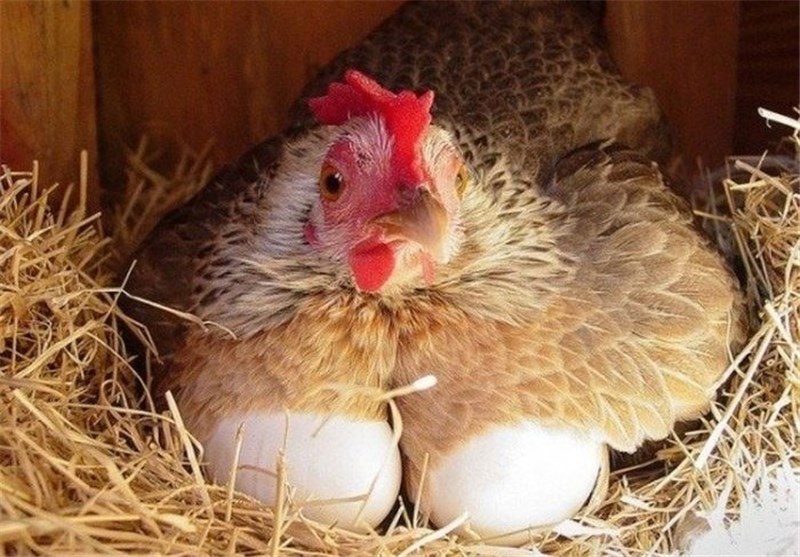 تاثیر آنزیم بر مرغ تخم گذار-تک نام پندار آریا