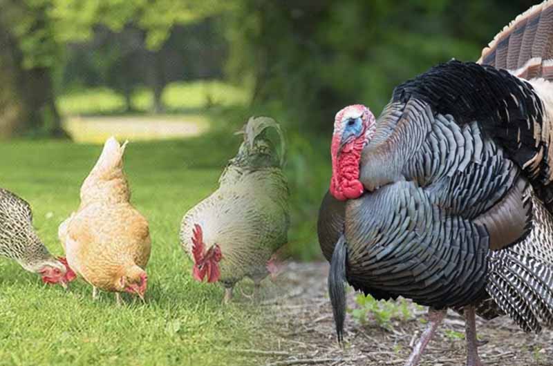 97.5 درصد تولید طیور کشور مربوط به مرغ است- تک نام پندار آریا
