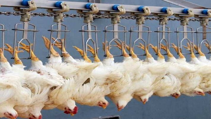 کشتار بیش از ۵ ملیون قطعه مرغ زنده در بوشهر با نظارت دامپزشکی- تک نام پندار آریا
